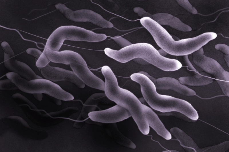 Campylobacter_img